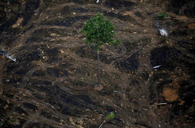 منطقة أزيلت أشجارها بغابات الأمازون في ولاية روندونيا البرازيلية في صورة التقطت يوم 17 سبتمبر 2019. تصوير: برونو كيلي - رويترز.